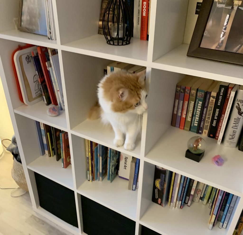 CommsandCats